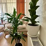 Olive Apartment Tirana