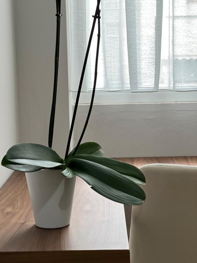 Olive * Tirana