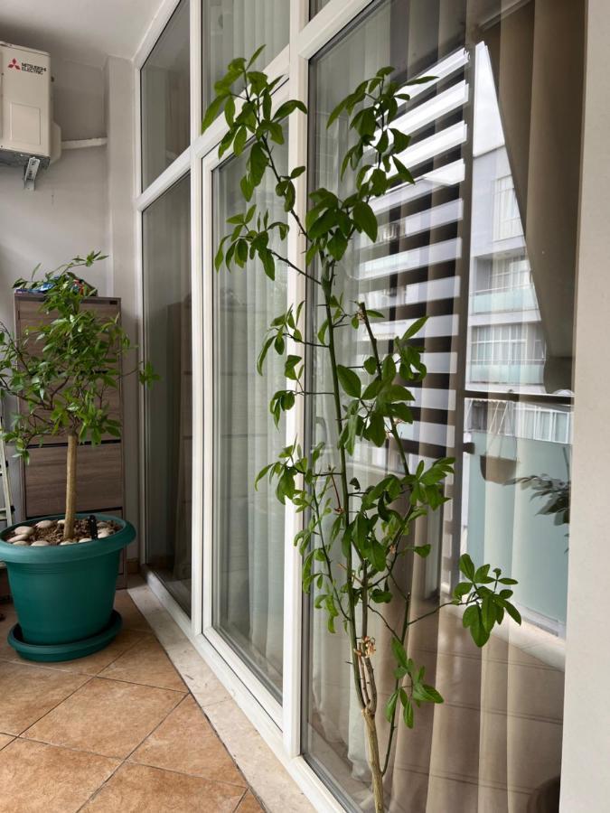 Olive Apartament