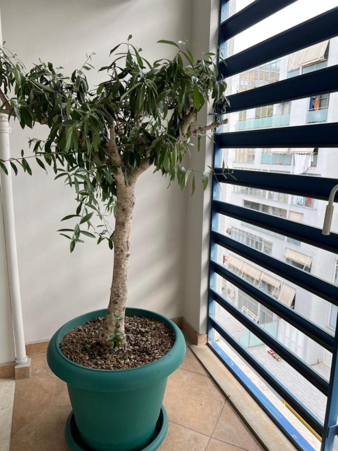 Olive Apartament *