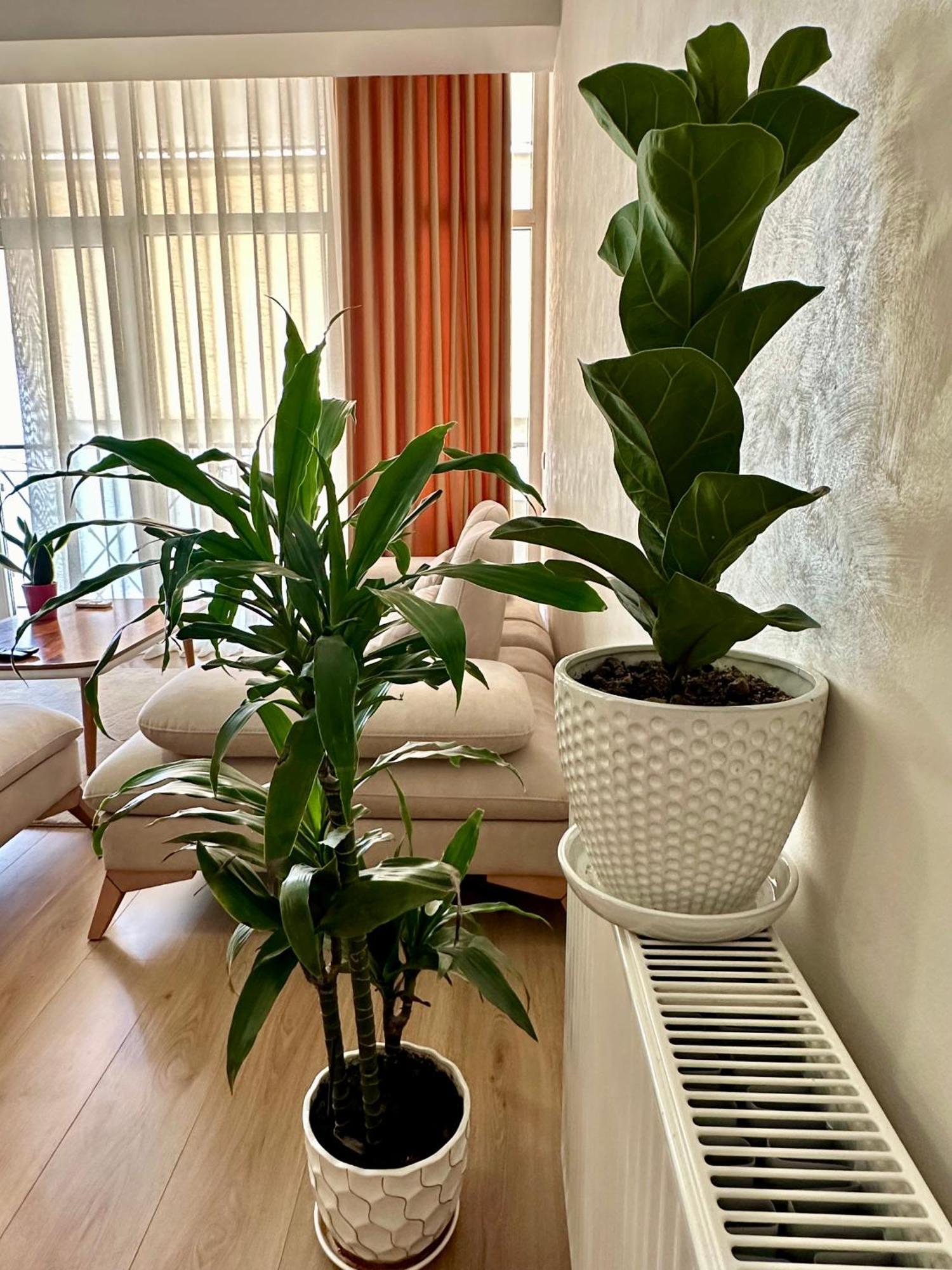 Olive Appartement *